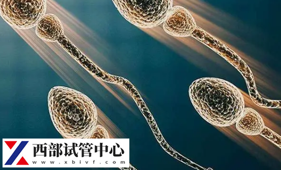 畸形精子占的比高況會(huì)影響生育功能